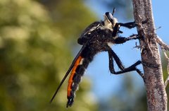 Blepharotes coriarius