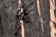 Blepharotes coriarius