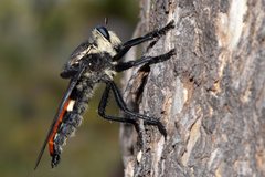 Blepharotes coriarius