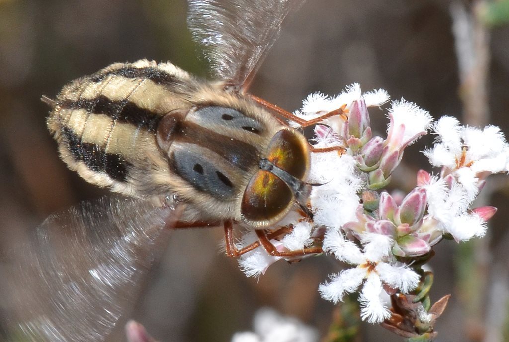 Triangular Flys Trichophthalma from Dog Road, Flynn WA 6302, Australia on August 28 ...
