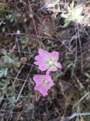 Sidalcea hartwegii