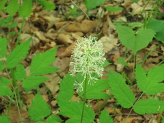 Actaea asiatica