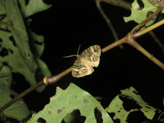 Pseudocoremia indistincta