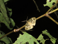 Pseudocoremia indistincta