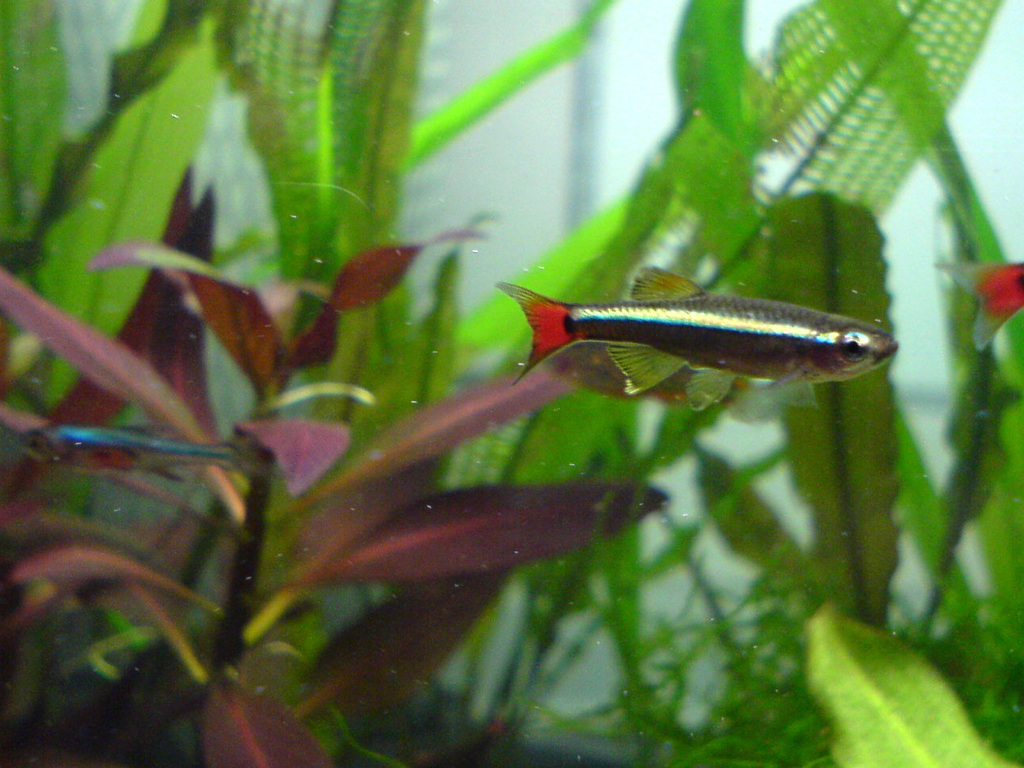 Vietnamese Cardinal Minnow
