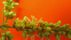 Trigonia nivea pubescens