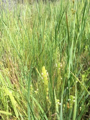 Castilleja rubicundula rubicundula
