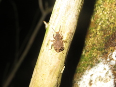 Syrphetodes marginatus