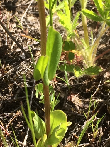 Plectritis congesta