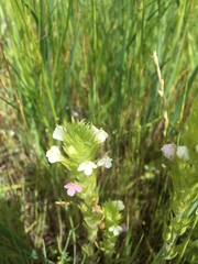 Castilleja rubicundula rubicundula