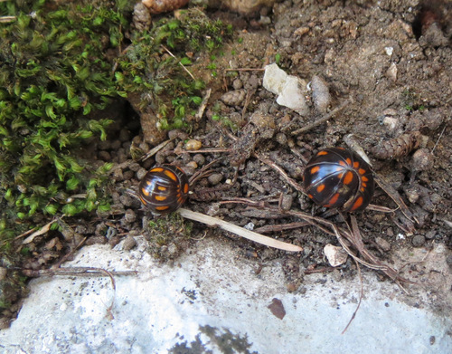 Glomeris esterelana
