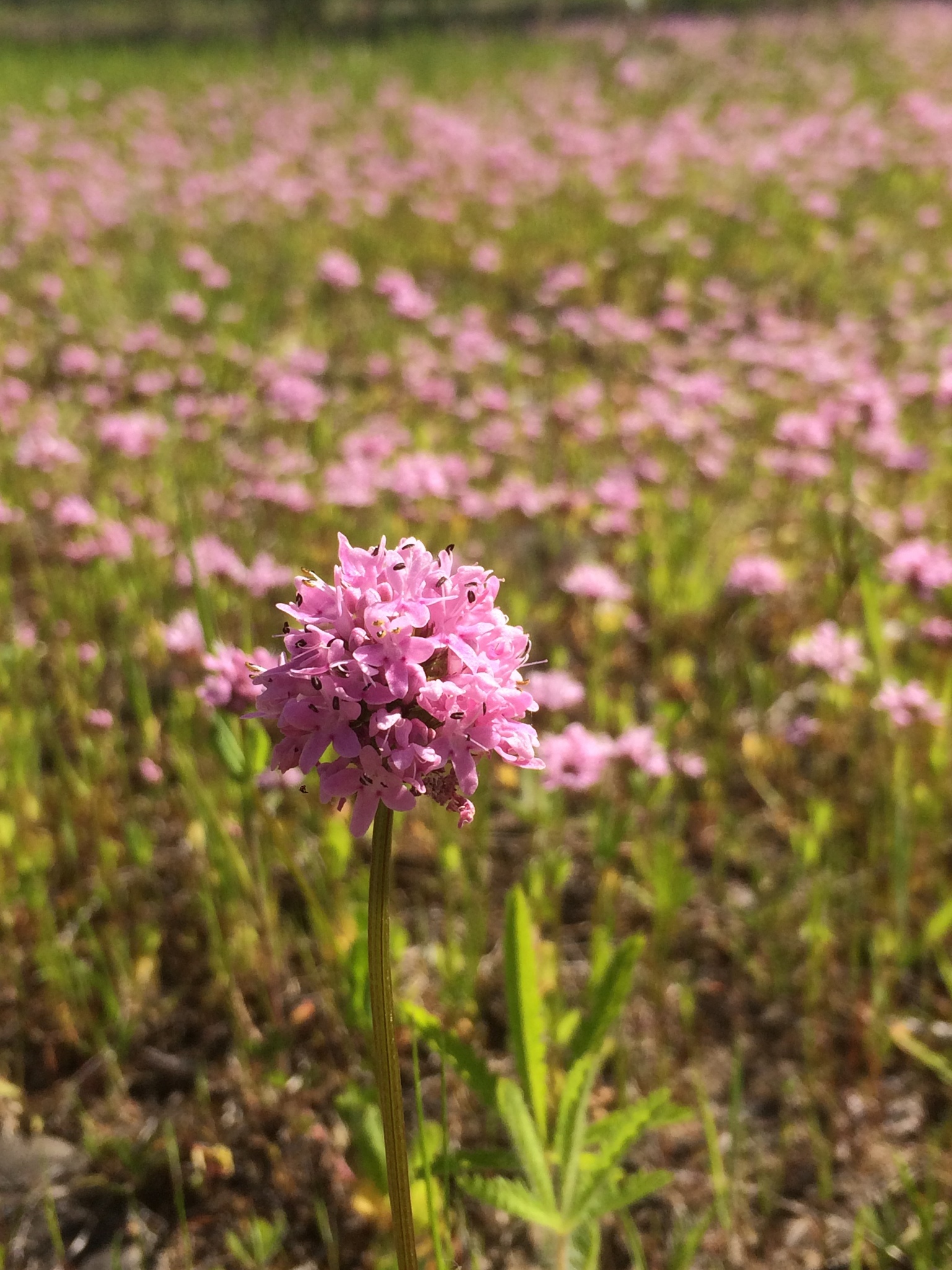 Plectritis congesta