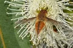 Nemestrinidae