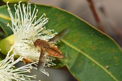 Nemestrinidae