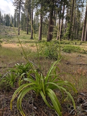 Toxicoscordion paniculatum