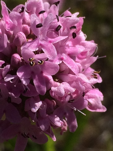 Plectritis congesta