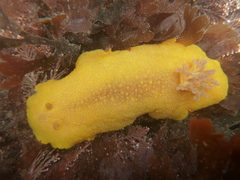 Doriopsilla albopunctata