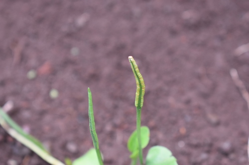stalked adder's-tongue (Ophioglossum reticulatum)