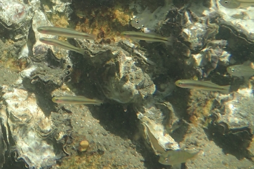 Margined dartfish (Parioglossus marginalis) — Microdesmidae