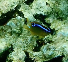 Chrysiptera unimaculata