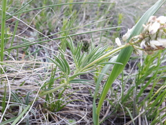 Astragalus australis