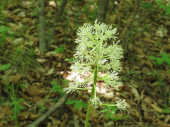 Actaea asiatica