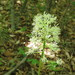 Actaea asiatica - Photo (c) Repina Tatyana, vissa rättigheter förbehållna (CC BY), uppladdad av Repina Tatyana