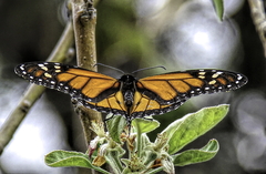 Danaus plexippus