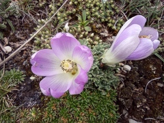 Nototriche macleanii