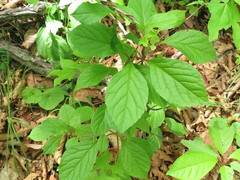 Schisandra chinensis