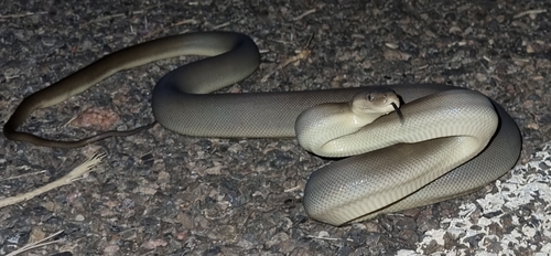 Olive Python sighting