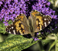 Vanessa cardui