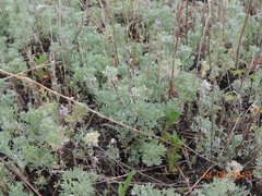 Artemisia austriaca