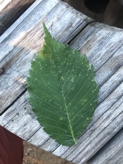 Ulmus americana