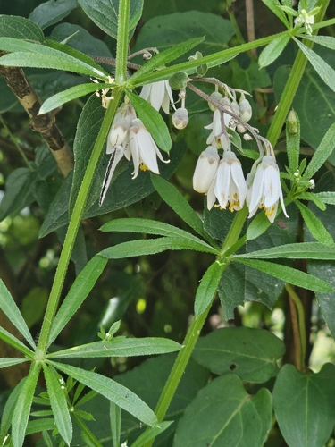 Image of Deutzia pulchra by (c) 槲蕨Miu, some rights reserved (CC BY)