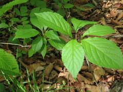 Schisandra chinensis
