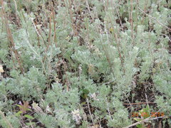 Artemisia austriaca