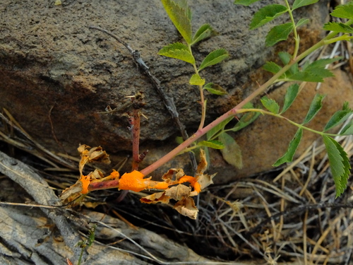 iNaturalist observation photo of rust fungi