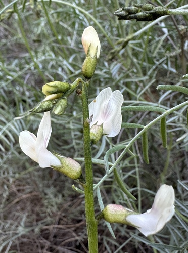 Image of Astragalus pachypus by (c) Matt Berger, some rights reserved (CC BY)