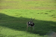 Antilope cervicapra