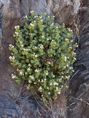 geraniumleaf phacelia (Phacelia geraniifolia)