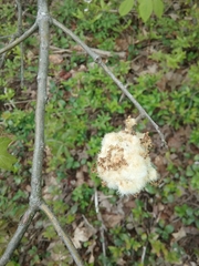 Callirhytis quercusoperator