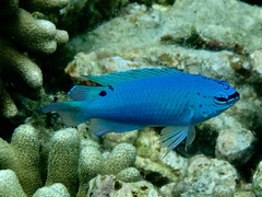 Chrysiptera cyanea