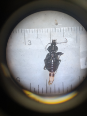 Sphaeroderus stenostomus lecontei