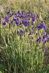 Iris sanguinea