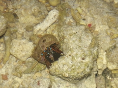 Calcinus laevimanus