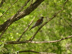 Turdus pilaris