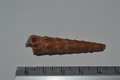 Turritellidae