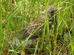 Turdus pilaris