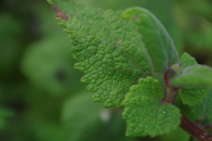 Aristeguietia lamiifolia